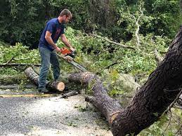 Best Tree and Shrub Care  in Hastings, MN